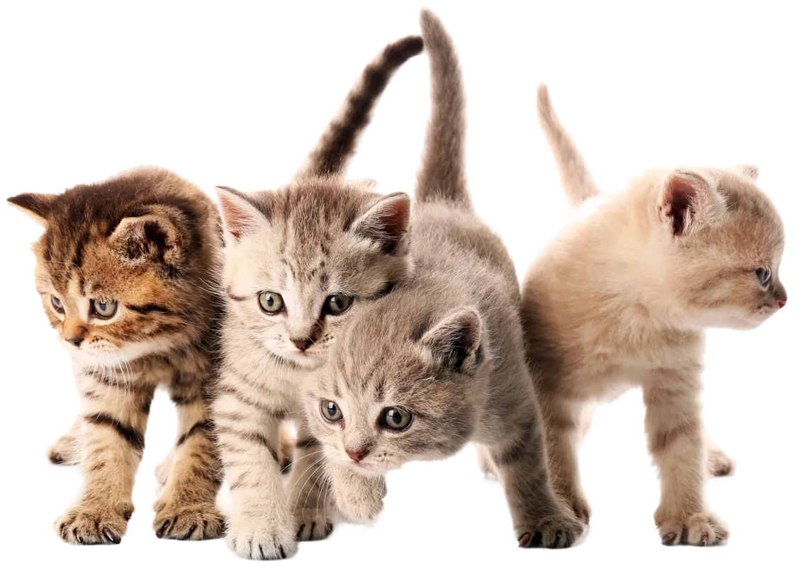 Four adorable rescue kittens at Purr Vida Lounge