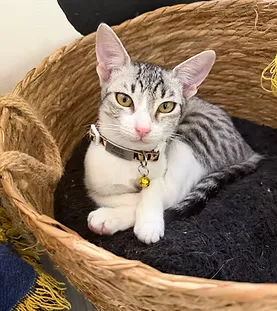 Azul — adoptable cat