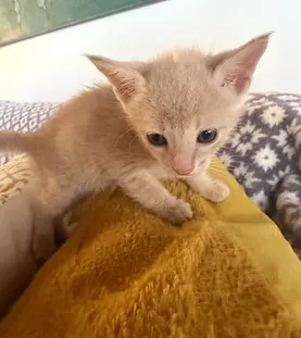 Blondie — rescue cat at Purr Vida Lounge