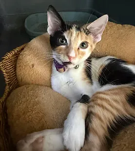 Buttercup — adoptable cat