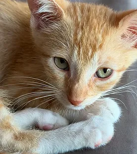 Cheeto — rescue cat at Purr Vida Lounge