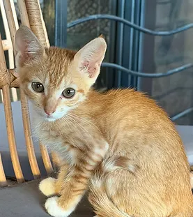 Cheezit — rescue cat at Purr Vida Lounge