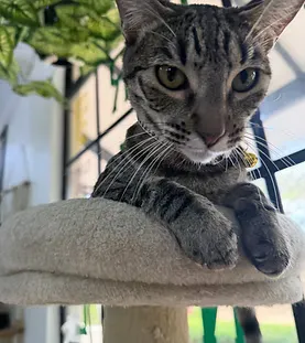 Crescent — rescue cat at Purr Vida Lounge