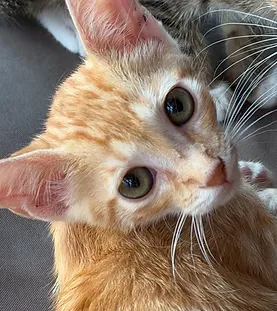 Dorito — rescue cat at Purr Vida Lounge