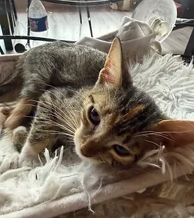 Macciato — rescue cat at Purr Vida Lounge