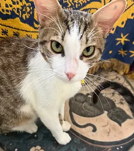 Martine — rescue cat at Purr Vida Lounge