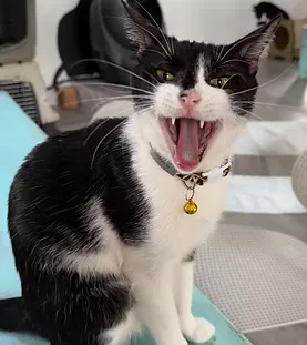 Milkyway — rescue cat at Purr Vida Lounge