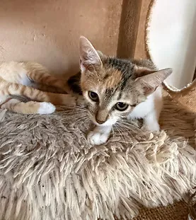 Mocha — adoptable cat