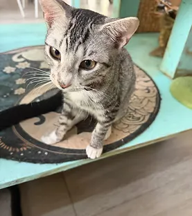 Mochi — rescue cat at Purr Vida Lounge