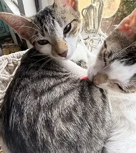 Moonshine — rescue cat at Purr Vida Lounge