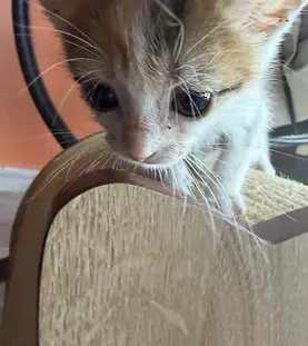 Snickers — rescue cat at Purr Vida Lounge