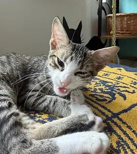 Starshine — adoptable cat