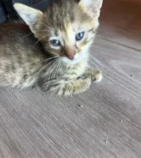 Tiggle — rescue cat at Purr Vida Lounge