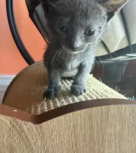 Twilight — rescue cat at Purr Vida Lounge