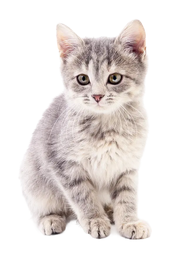 Happy rescue kitten at Purr Vida Lounge