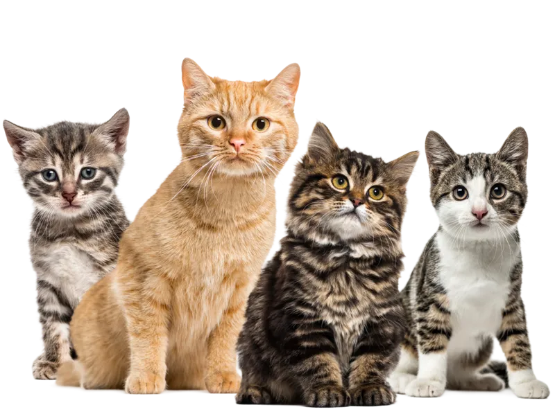 Four rescue cats at Purr Vida Lounge looking for forever homes